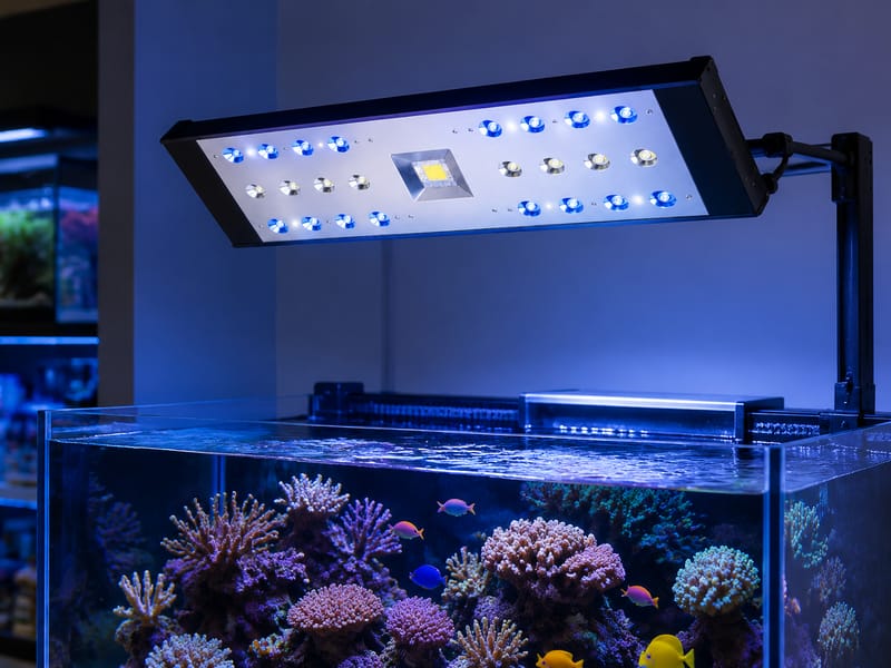Aquarium-LED-Beleuchtung: Lieferanten richtig vergleichen — supporting aquarium detail