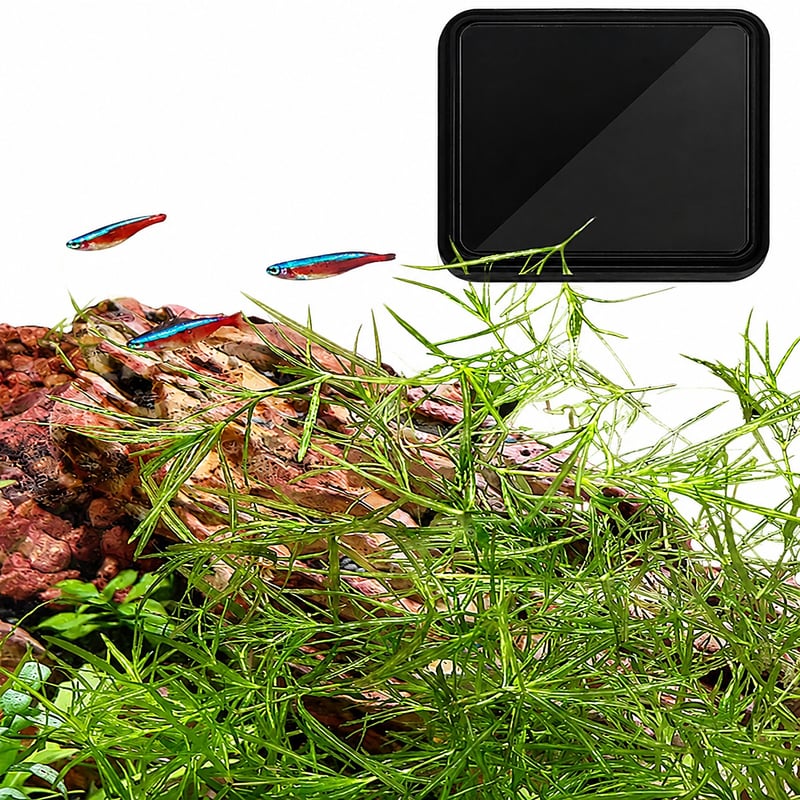 Detailbild 7 des USB-Digitalaquarienthermometers WK108, Modell WK108, für Großhandel und OEM-Käufer von Aquarientechnik