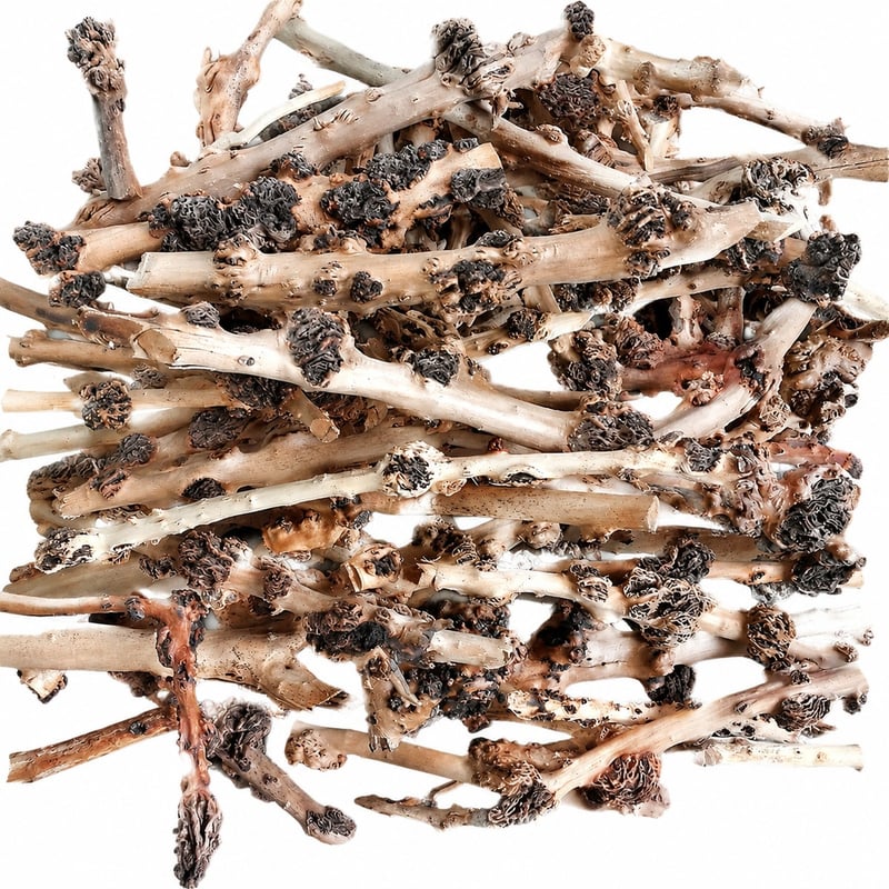Leistungsbild von WK110 Natural Root Wood Decor, Modell WK110, für Aquascaping-Dekor-Händler und Beschaffungsteams